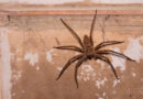 Criança morre após ser picada por aranha em Atibaia