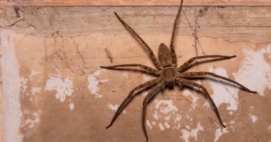 Criança morre após ser picada por aranha em Atibaia