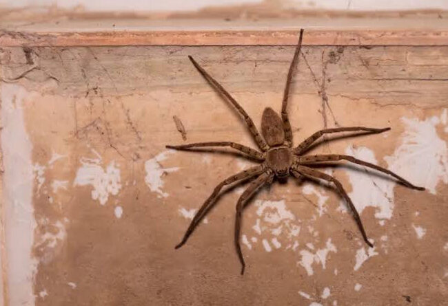 Criança morre após ser picada por aranha em Atibaia