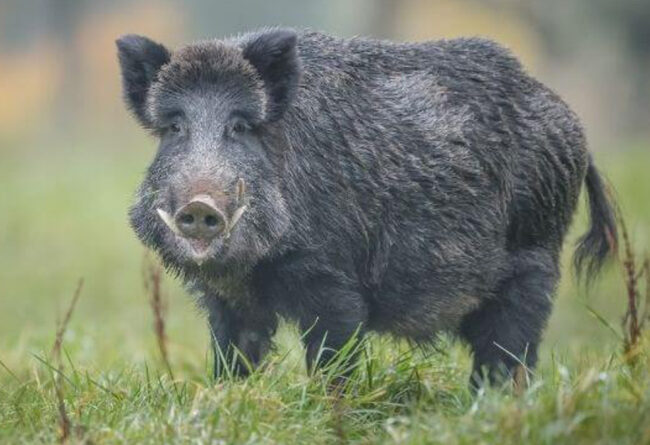 Javalis “javaporcos” avançam pela região bragantina, Atibaia está na rota e já preocupa agricultores