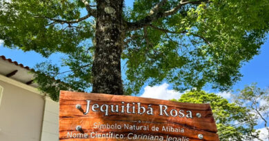 Atibaia destaca árvores nativas e amplia plantio de árvores em espaços públicos