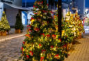 ÚLTIMAS UNIDADES: circuito de árvores de Natal do IDEA vai transformar o Centro Histórico de Atibaia em espetáculo de luzes e magia
