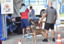 Inscrições para mutirão de castração de cães e gatos da Prefeitura serão abertas no dia 19