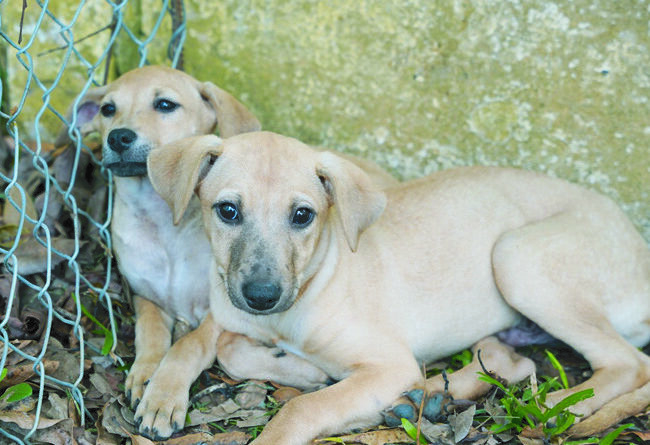 Atibaia promove 22ª Feirinha de Adoção de cães e gato