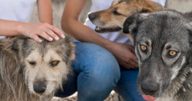 Novo cadastro digital fortalece protetores independentes de animais